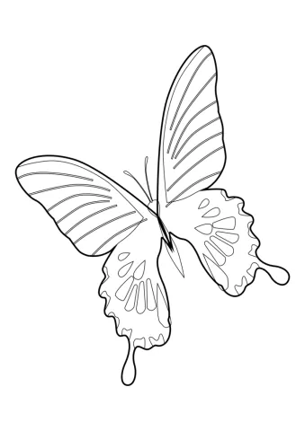 motyl kolorowanka