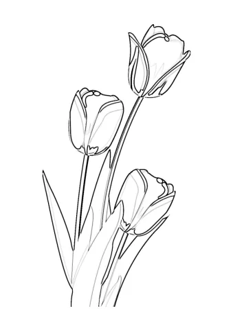 tulipany kolorowanka