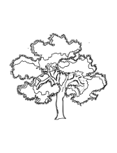 drzewo kolorowanka
